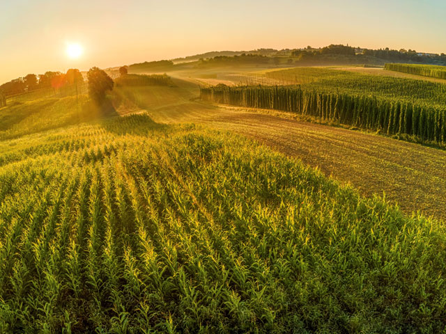 A farm growing a field full of Noble Hops