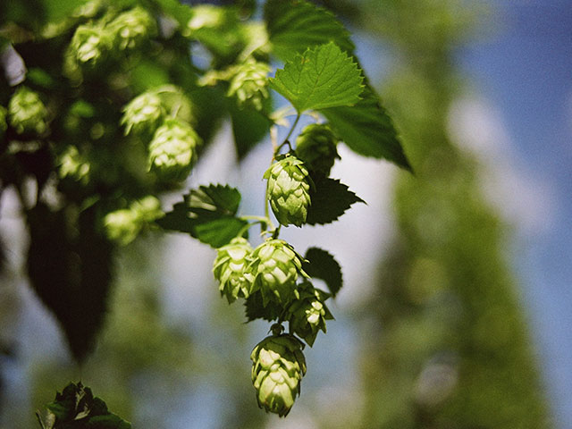 A close look at a hop plant