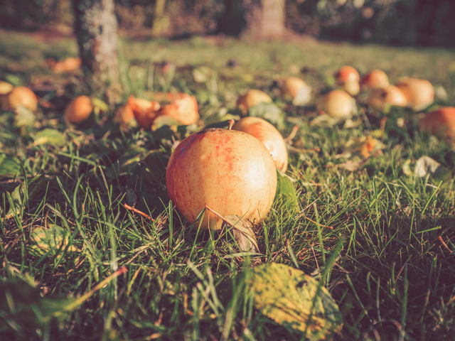 Scrumping apples that have fallen from the tree and hit the ground